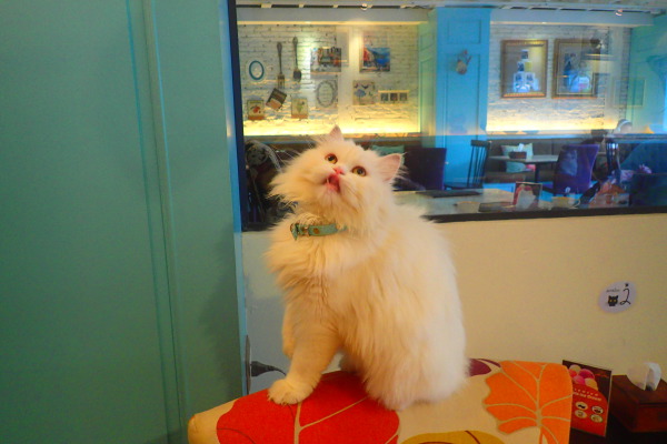 кошачье кафе cat cafe