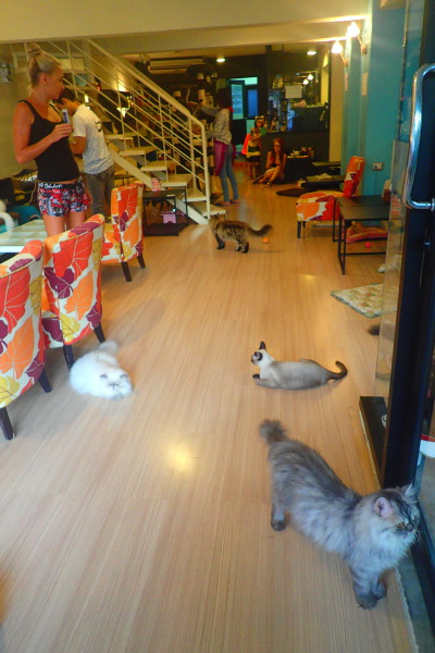 кошачье кафе cat cafe