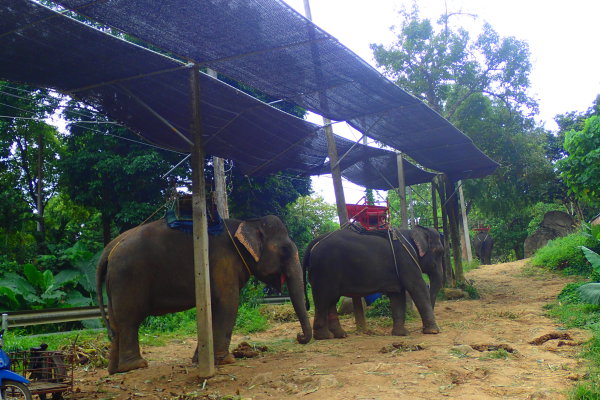 слоны на Пхукете
