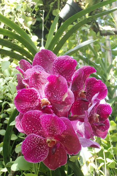 ботанический сад на Пхукете phuket botanic garden