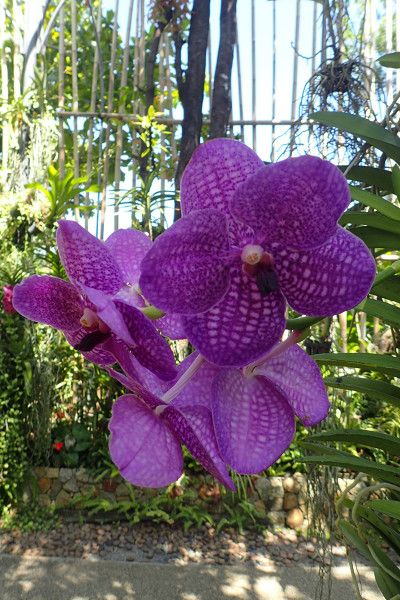 ботанический сад на Пхукете phuket botanic garden