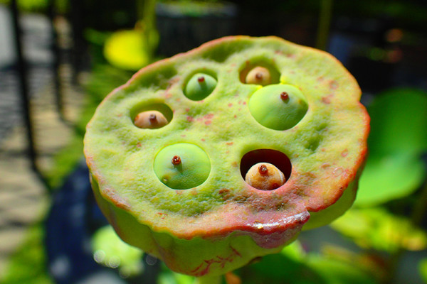 ботанический сад на Пхукете phuket botanic garden