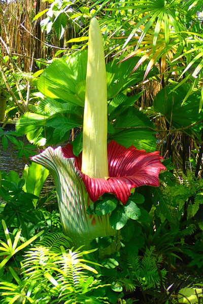 ботанический сад на Пхукете phuket botanic garden