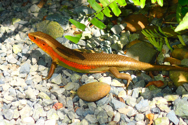 ботанический сад на Пхукете phuket botanic garden