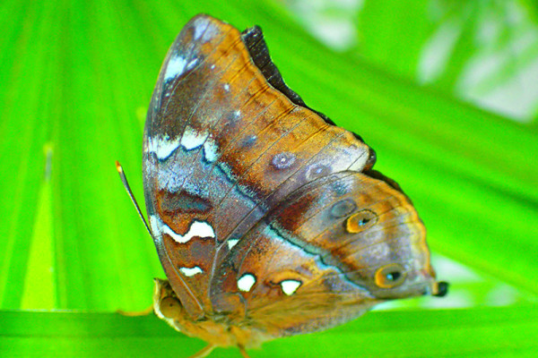 ботанический сад на Пхукете phuket botanic garden