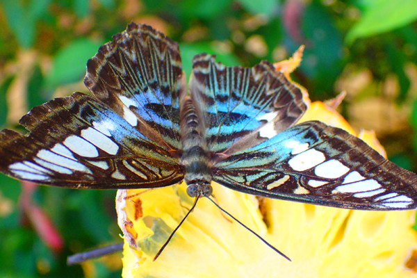 ботанический сад на Пхукете phuket botanic garden