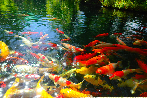 ботанический сад на Пхукете phuket botanic garden